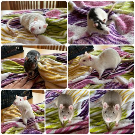 Mikey, Donatello, Flash, Leo