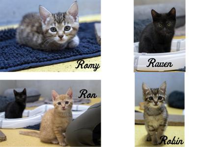 Romy, Raven, Ron und Robin (Wohnungshaltung möglich)