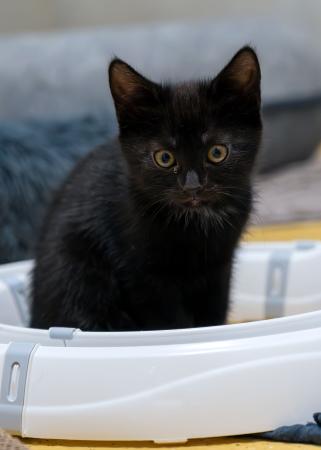 Romy, Raven, Ron und Robin (Wohnungshaltung möglich)
