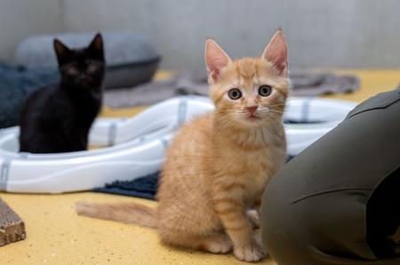 Romy, Raven, Ron und Robin (Wohnungshaltung möglich)