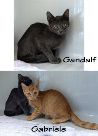 Gabriele und Gandalf