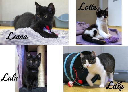 Lulu, Lotte, Lilly und Leana