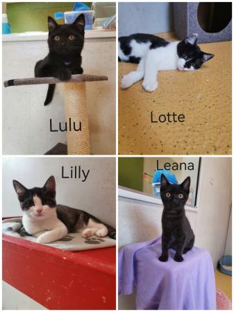 Lulu, Lotte, Lilly und Leana