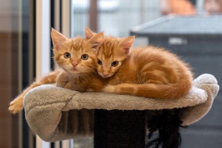 Grady & Gismo