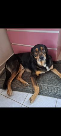 Bruno