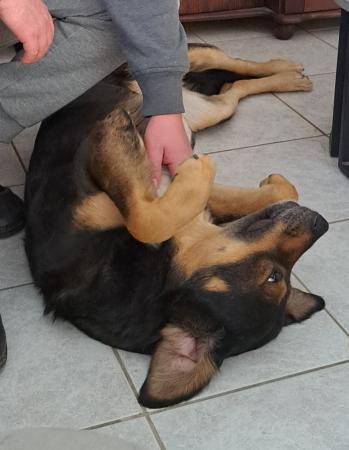 Bruno