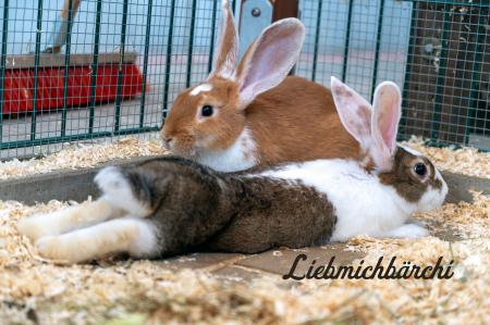 Liebmichbärchi