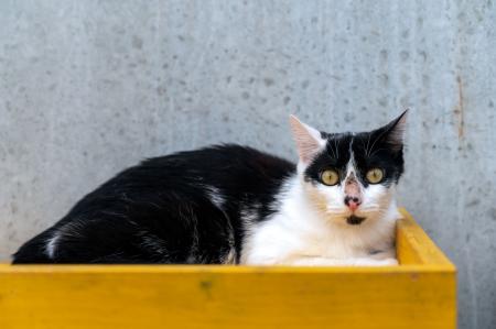 Jasmin                              Wohnungshaltung möglich