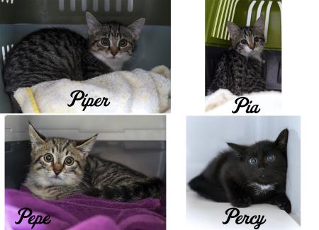 Pia, Piper, Percy & Pepe