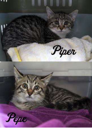 Piper & Pepe