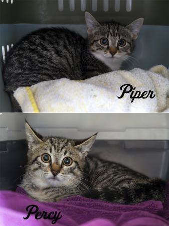 Piper & Percy