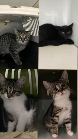 Pia, Piper, Percy & Pepe
