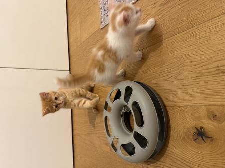 Sally & Filou
