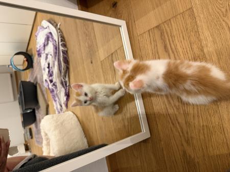 Sally & Filou