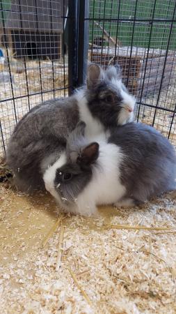 Lisa und Frieda 