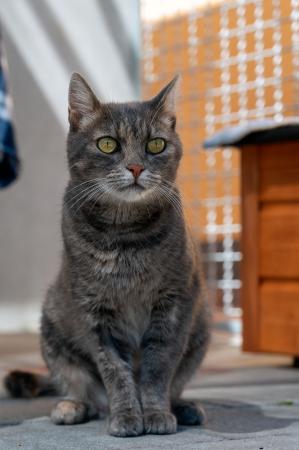 Hermine