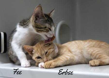 Fee & Erbse