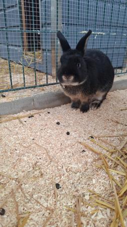 Merlin