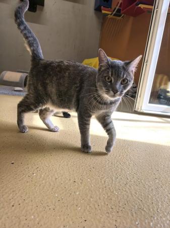 Isabella (Wohnungshaltung möglich)