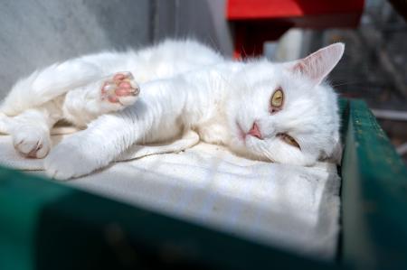Moonie (Wohnungshaltung)