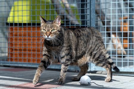 Lenny (Wohnungshaltung) 
