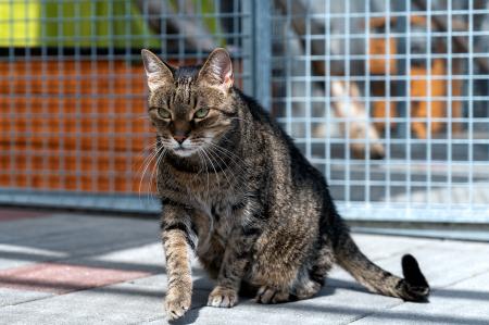 Lenny (Wohnungshaltung) 