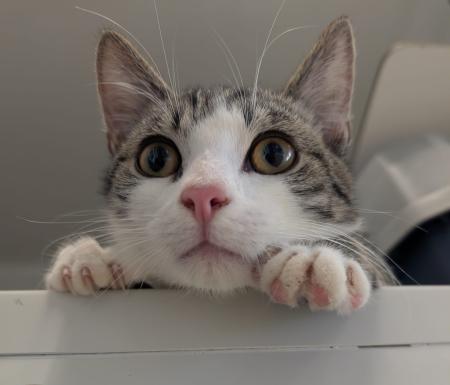Fred