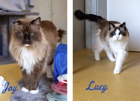 Joy & Lucy