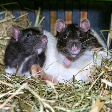 Unsere Ratten