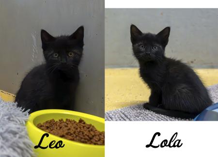 Lola & Leo