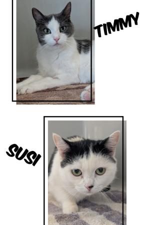 Susi und Timmy