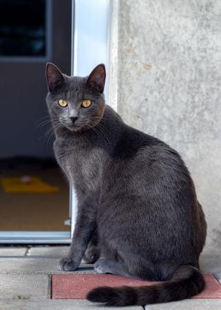 Timo