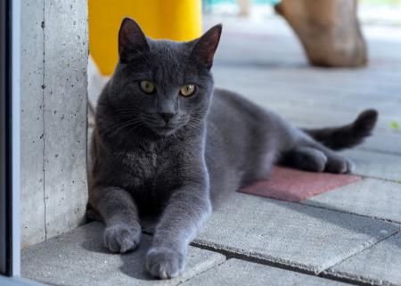 Timo