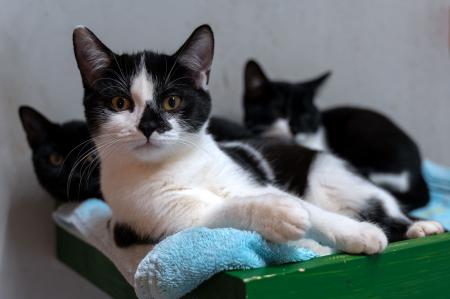 Jean, Jana, Jasper und Juli 