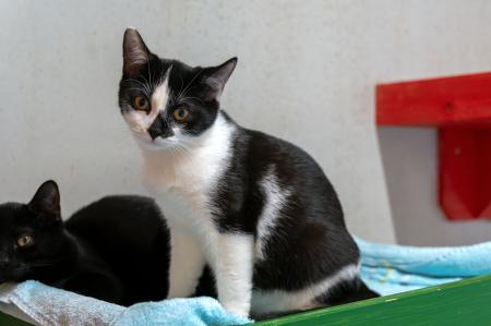 Jean, Jana, Jasper und Juli 