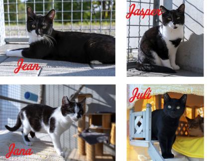 Jean, Jana, Jasper und Juli 