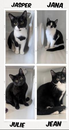 Jean, Jana, Jasper und Juli 