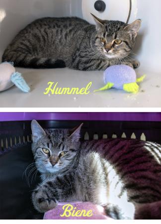 Hummel & Biene