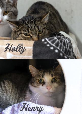 Holly & Henry                Wohnungshaltung möglich