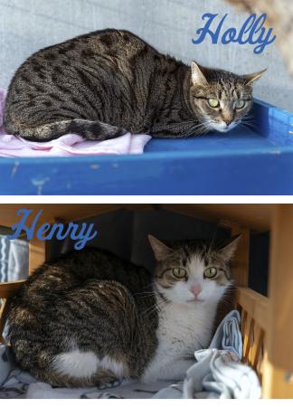 Holly & Henry                Wohnungshaltung möglich